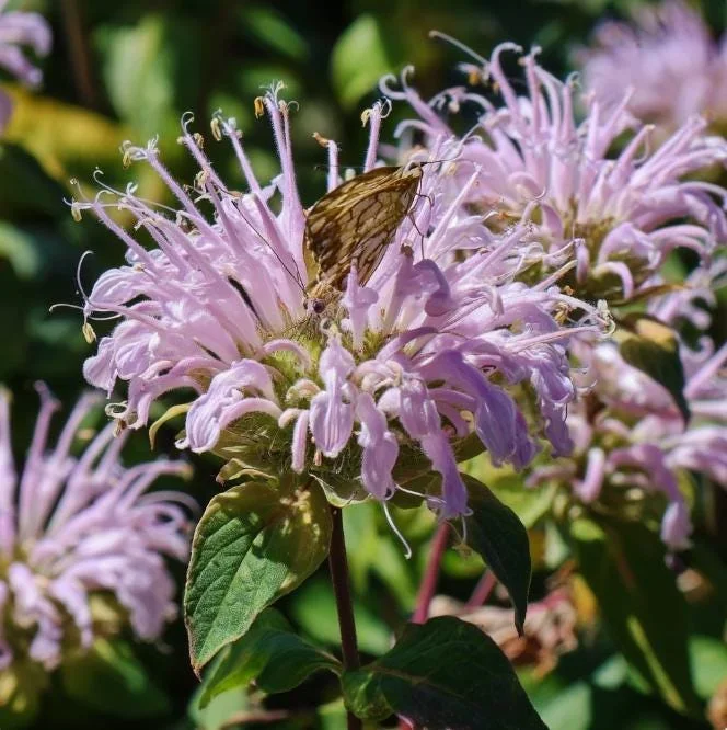 Wild Bergamot Seeds – Monarda fistulosa Seeds – 150 Count – Fragrant Purple Blooms – Pollinator Friendly - Image 1