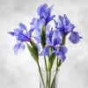 Wild Blue Iris Seeds - 25 Rocky Mountain Iris Flower Seeds for Pollinators, Outdoor - Image 1