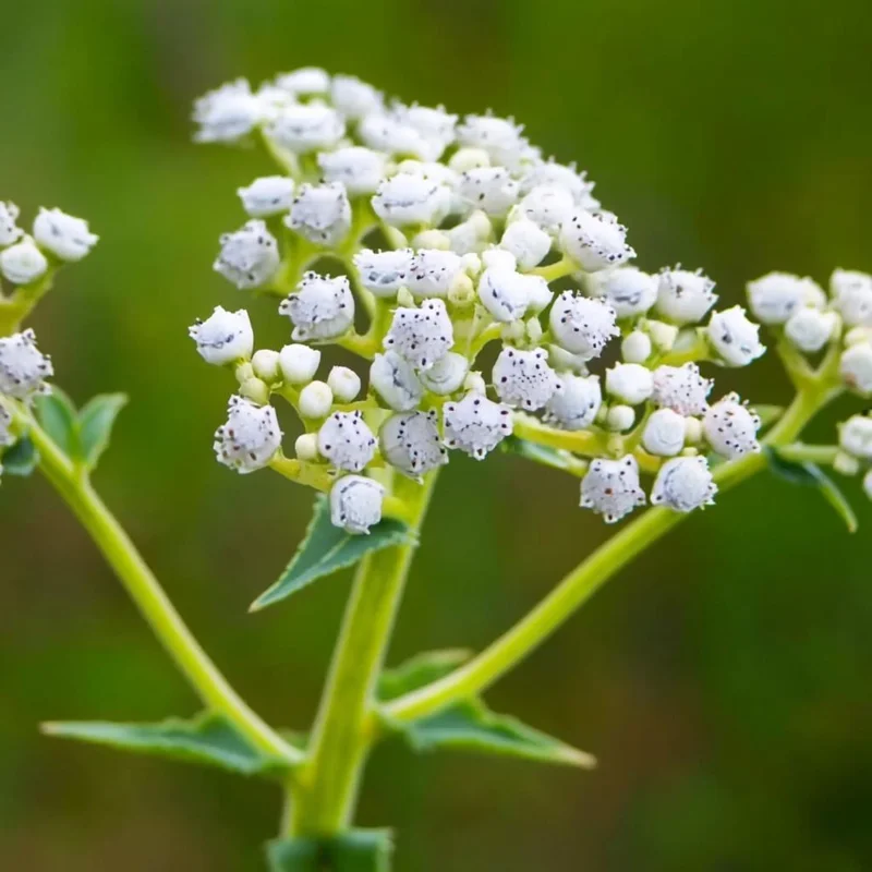 Wild Quinine Seeds - 50 Heirloom American Feverfew Medicinal Herb Seeds - Image 2
