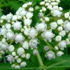 Wild Quinine Seeds - 50 Heirloom American Feverfew Medicinal Herb Seeds - Image 1