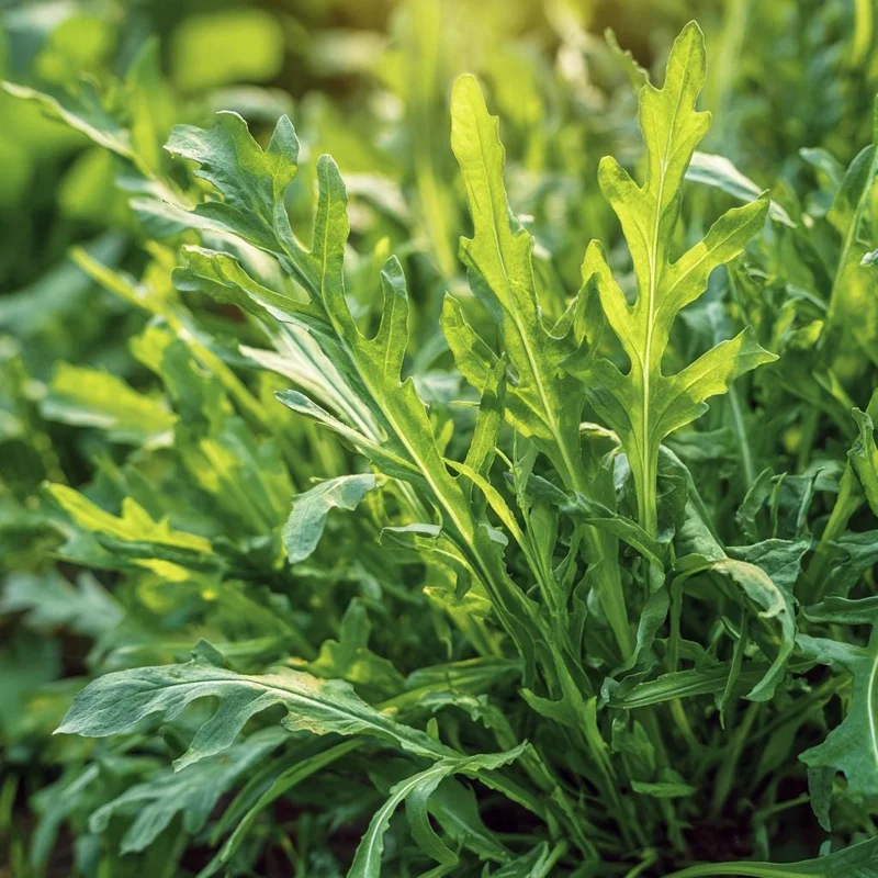 Wild Rocket Arugula Seeds - 300 Slow-Bolt Heirloom Leafy Green Seeds for Salads - Image 4