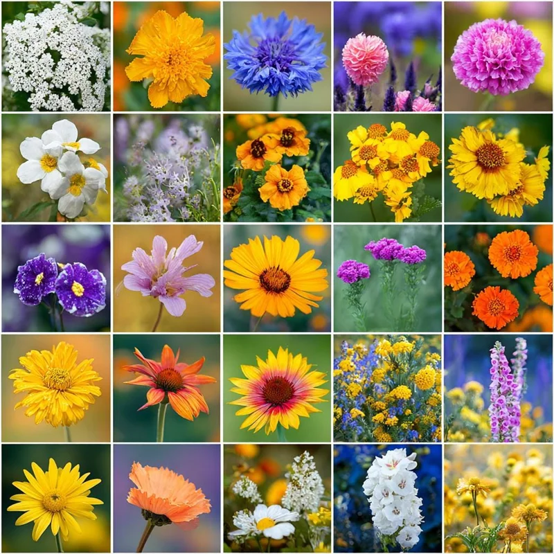 Wildflower Seeds Dry Land Mix - 1000 Seeds - Drought Tolerant Blooms for Full Sun - Image 2