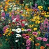 Wildflower Seeds Dry Land Mix - 1000 Seeds - Drought Tolerant Blooms for Full Sun - Image 1