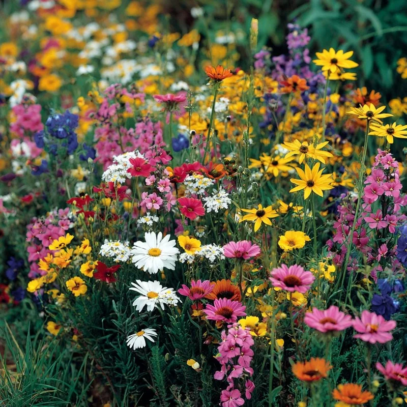 Wildflower Seeds Dry Land Mix - 1000 Seeds - Drought Tolerant Blooms for Full Sun - Image 1