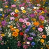 Wildflower Seeds Meadow Mix - 1000 Seeds, Perennial & Annual Blend - Image 1