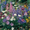 Wildflower Seeds Partial Shade Mix - 1000 Seed Packet for Pollinators - Image 1