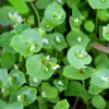 Winter Purslane Miner's Lettuce Seeds - 100 Cold-Hardy Heirloom Greens - Image 1