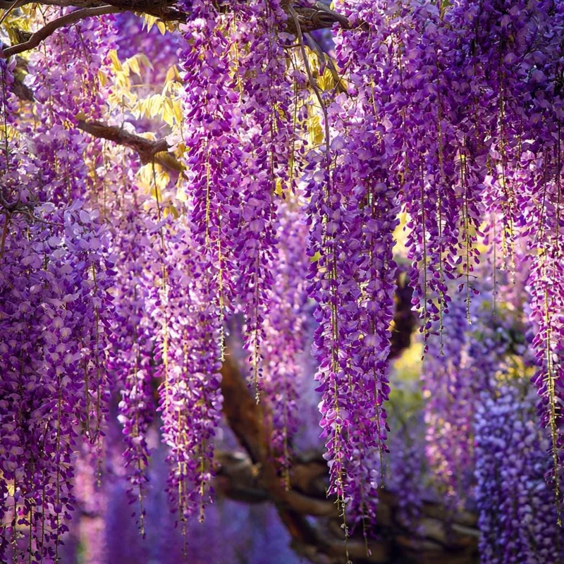 Wisteria Seeds - Elegant Cascading Blooms, Fragrant Climbing Vine, 5 Seeds for Garden & Pergola - Image 2