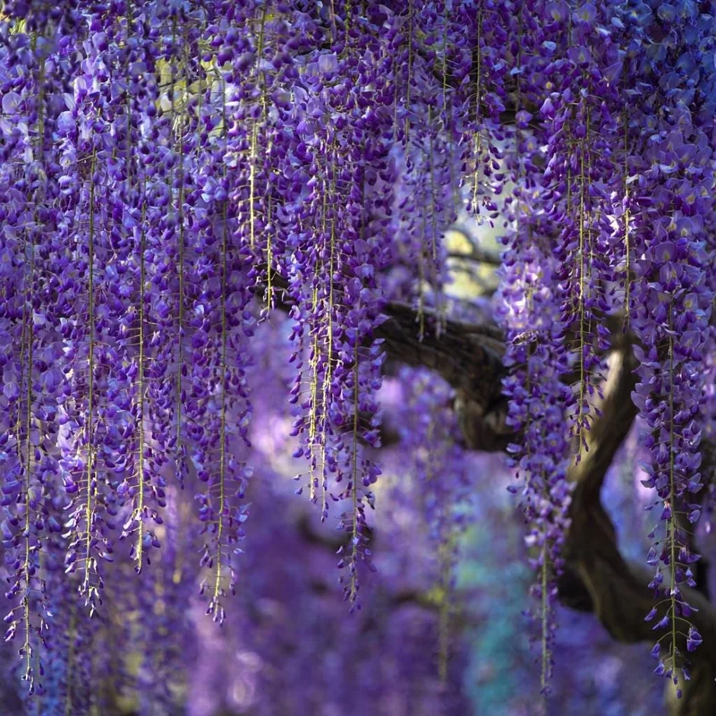 Wisteria Seeds - Elegant Cascading Blooms, Fragrant Climbing Vine, 5 Seeds for Garden & Pergola - Image 3