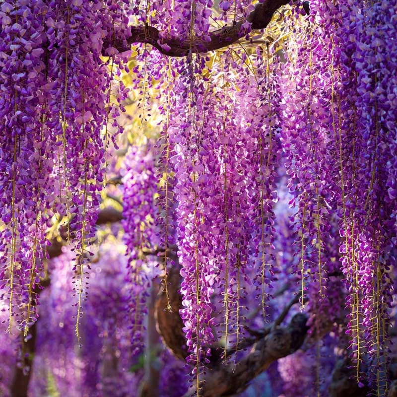 Wisteria Seeds - Elegant Cascading Blooms, Fragrant Climbing Vine, 5 Seeds for Garden & Pergola - Image 6