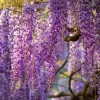 Wisteria Seeds - Elegant Cascading Blooms, Fragrant Climbing Vine, 5 Seeds for Garden & Pergola - Image 1