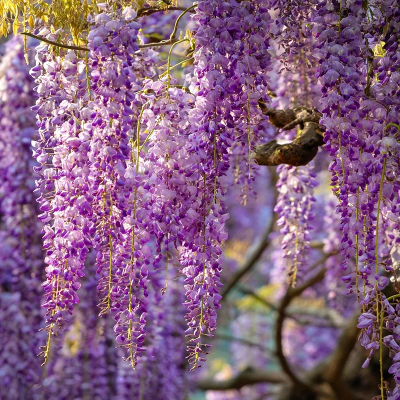 Wisteria Seeds - Elegant Cascading Blooms, Fragrant Climbing Vine, 5 Seeds for Garden & Pergola - Image 1