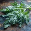 Wormwood Herb Seeds - 100 Seeds Heirloom Medicinal Aromatic Plant - Image 1
