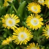 Yellow Ice Plant Live Ground Cover, 4 inch Pot, Yellow Flowers, Outdoor Succulent - Image 1