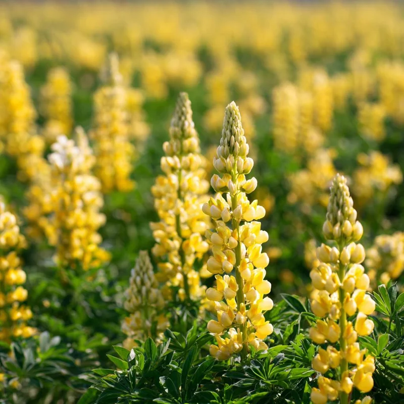 Yellow Lupine Seeds - 50 Seeds, Lupinus Densiflorus, Pollinator Friendly - Image 3