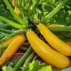 Yellow Squash Live Plants - Zucchini Summer Squash, 4-6 Inch Tall, 4" Pot - Image 1