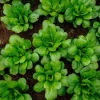 Yu Choy Sum Seeds - Tender Asian Greens for Stir-Fries - 800 Seeds - Image 1