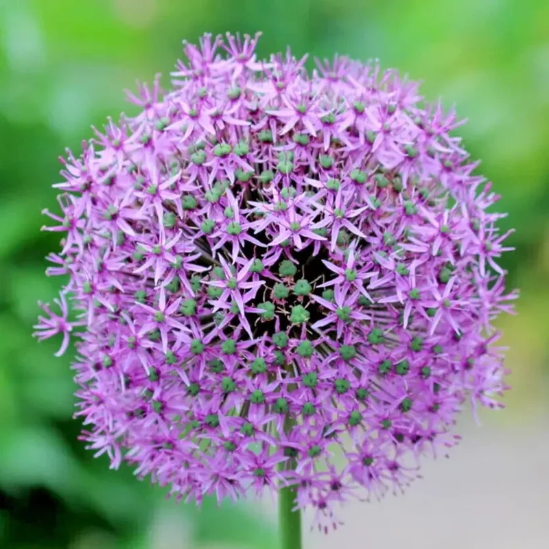 100 Giant Onion Seeds (Allium giganteum) - Annual Edible Herb Flower - Image 2