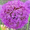 100 Giant Onion Seeds (Allium giganteum) - Annual Edible Herb Flower - Image 1