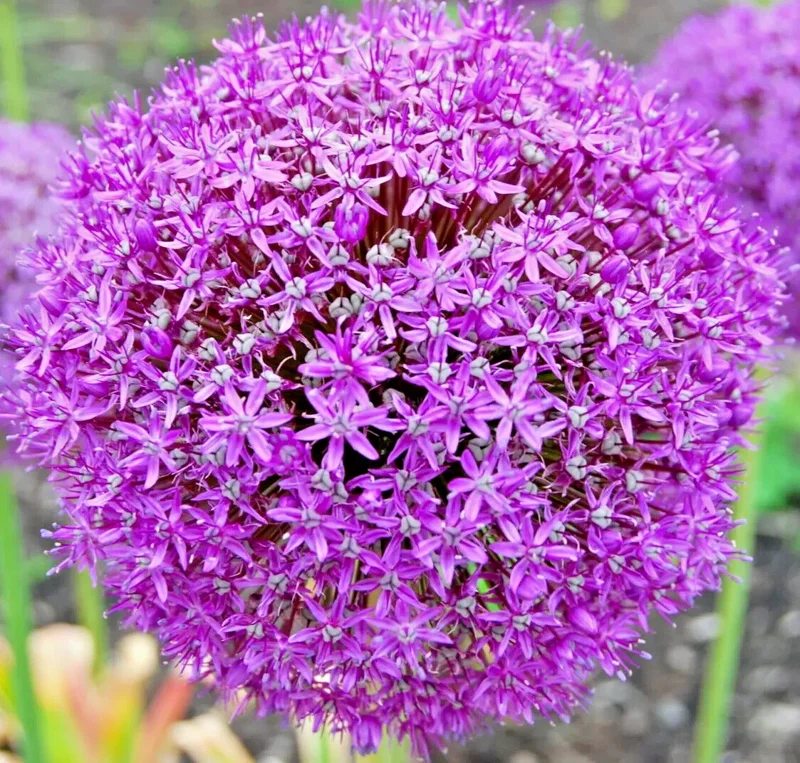 100 Giant Onion Seeds (Allium giganteum) - Annual Edible Herb Flower - Image 1
