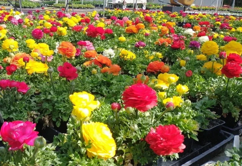 100 Mixed Ranunculus Seeds – Double Bloom Buttercups | Perennial Spring Flowers - Image 2