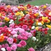 100 Mixed Ranunculus Seeds – Double Bloom Buttercups | Perennial Spring Flowers - Image 1