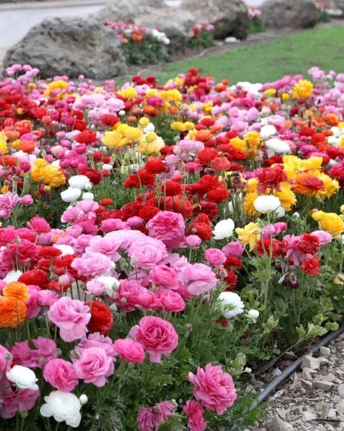 100 Mixed Ranunculus Seeds – Double Bloom Buttercups | Perennial Spring Flowers - Image 1