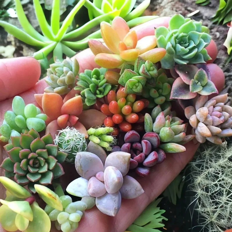 100+ Mixed Sedum Seeds - Stonecrop Succulent Groundcover for Indoor & Outdoor - Image 2