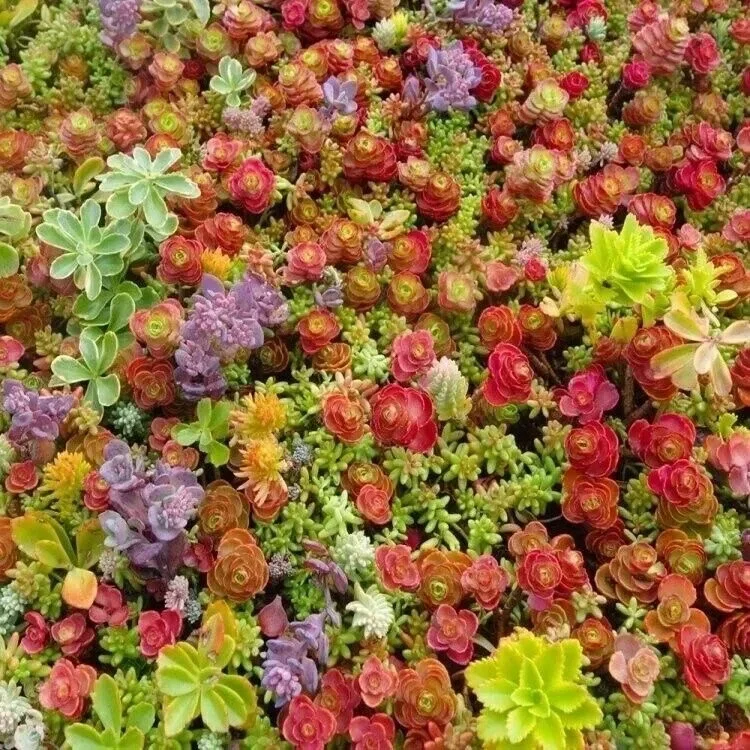 100+ Mixed Sedum Seeds - Stonecrop Succulent Groundcover for Indoor & Outdoor - Image 3