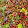 100+ Mixed Sedum Seeds - Stonecrop Succulent Groundcover for Indoor & Outdoor - Image 1