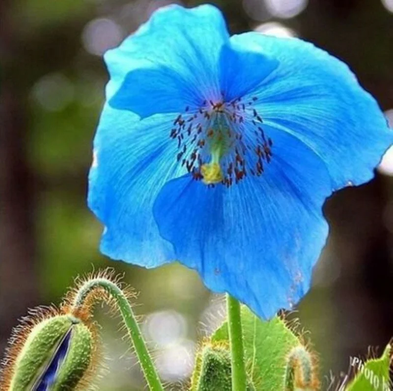 1000 Himalayan Blue Poppy Seeds - Meconopsis Perennial Flowering Garden - Image 2