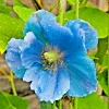 1000 Himalayan Blue Poppy Seeds - Meconopsis Perennial Flowering Garden - Image 1