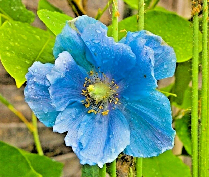 1000 Himalayan Blue Poppy Seeds - Meconopsis Perennial Flowering Garden - Image 1