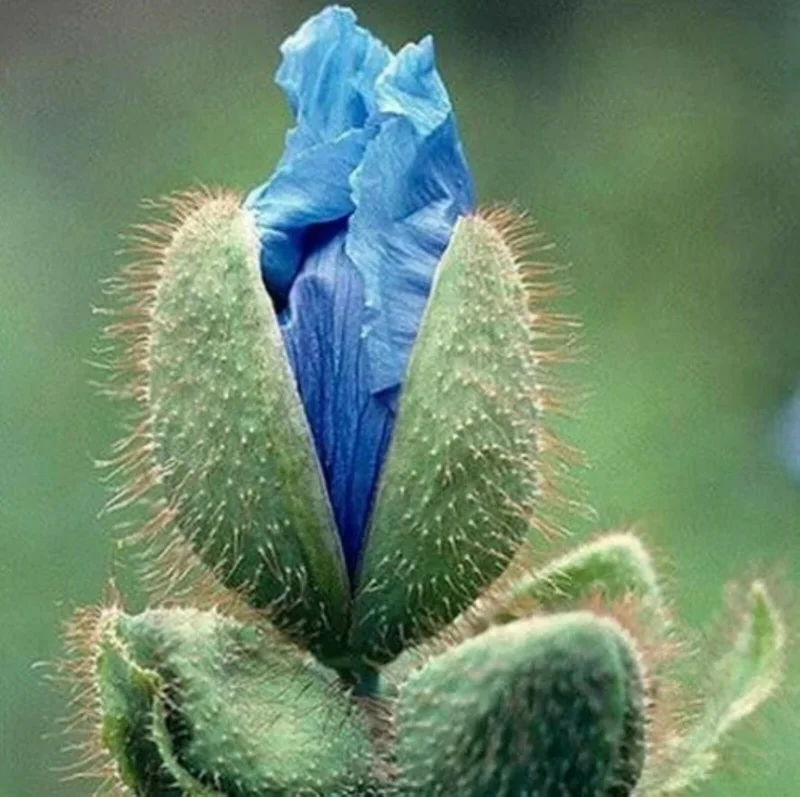 1000 Himalayan Blue Poppy Seeds - Meconopsis Perennial Flowering Garden - Image 3