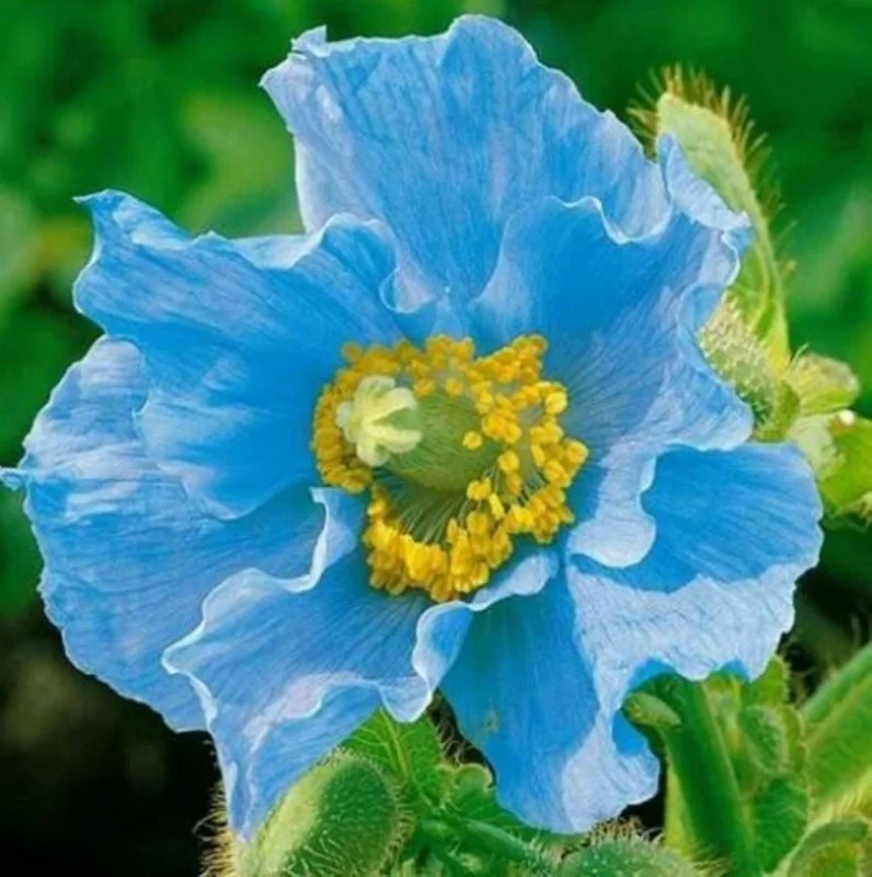 1000 Himalayan Blue Poppy Seeds - Meconopsis Perennial Flowering Garden - Image 4