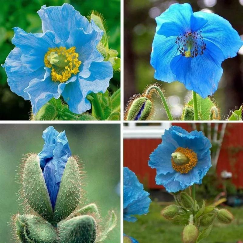 1000 Himalayan Blue Poppy Seeds - Meconopsis Perennial Flowering Garden - Image 5