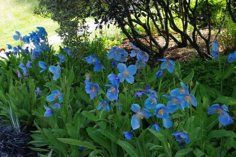 1000 Himalayan Blue Poppy Seeds - Meconopsis Perennial Flowering Garden - Image 6