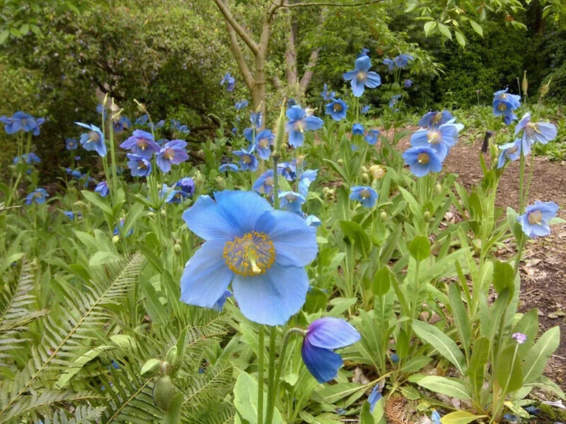 1000 Himalayan Blue Poppy Seeds - Meconopsis Perennial Flowering Garden - Image 7