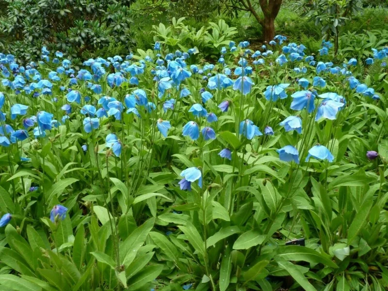 1000 Himalayan Blue Poppy Seeds - Meconopsis Perennial Flowering Garden - Image 8
