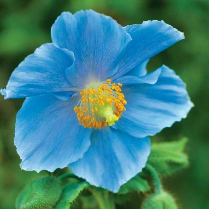 1000 Himalayan Blue Poppy Seeds - Meconopsis Perennial Flowering Garden - Image 9