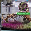 1000+ Red Leaf Aquarium Ground Cover Plant Seeds - Fast Growing Aquatic Plant - Image 1