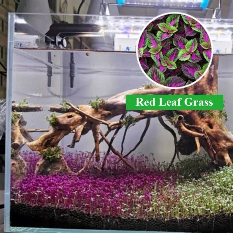 1000+ Red Leaf Aquarium Ground Cover Plant Seeds - Fast Growing Aquatic Plant - Image 1