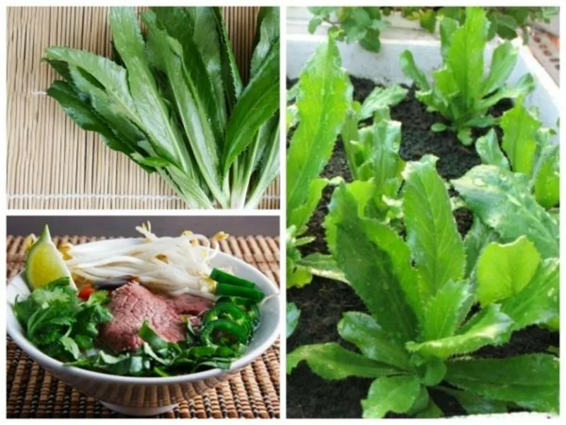 10,000+ Culantro Seeds (Recao) Non-GMO Ngo Gai for Sofrito & Pho - Image 2