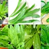 10,000+ Culantro Seeds (Recao) Non-GMO Ngo Gai for Sofrito & Pho - Image 1