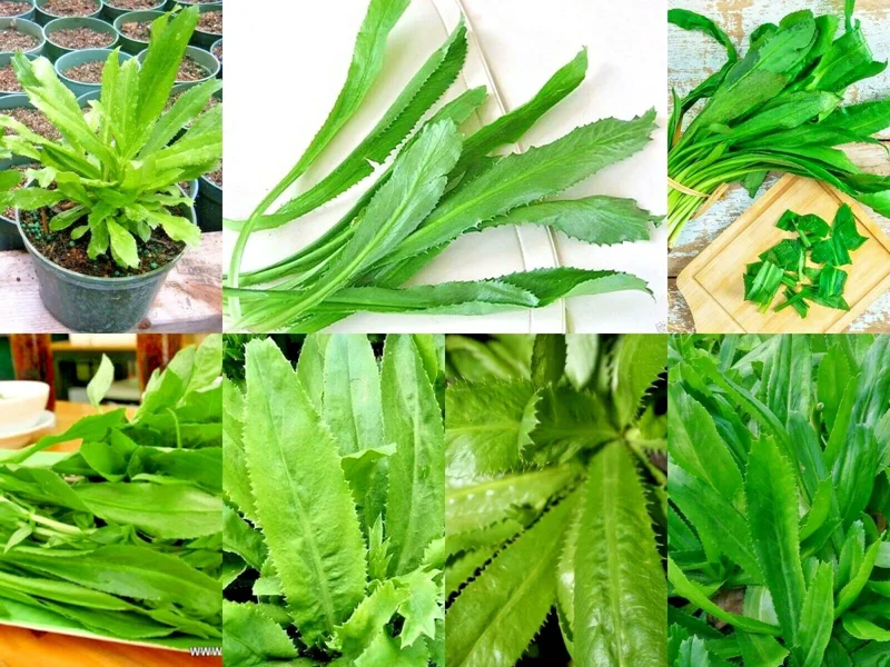 10,000+ Culantro Seeds (Recao) Non-GMO Ngo Gai for Sofrito & Pho - Image 1