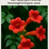 12 Organic Red Trumpet Vine Seeds - Perennial Hummingbird Climber - Image 1