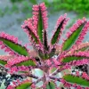15+ Kalanchoe Pink Butterflies Seeds - Rare Mother of Thousands Succulent - Image 1