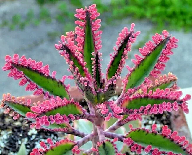 15+ Kalanchoe Pink Butterflies Seeds - Rare Mother of Thousands Succulent - Image 1