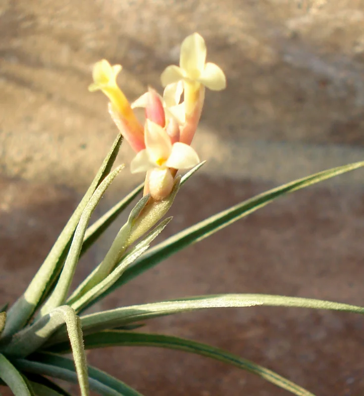 15 Tillandsia Air Plants Mix - Easy Care Live Indoor Plants, 2-5 inches - Image 2