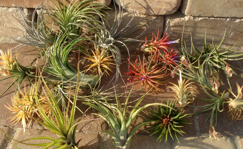 15 Tillandsia Air Plants Mix - Easy Care Live Indoor Plants, 2-5 inches - Image 3
